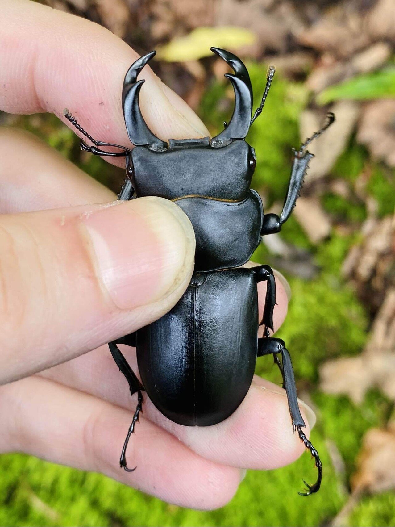 ヒメオオクワガタ 様 ヒメオオクワガタ 2023 採集記 vol.3｜Nari