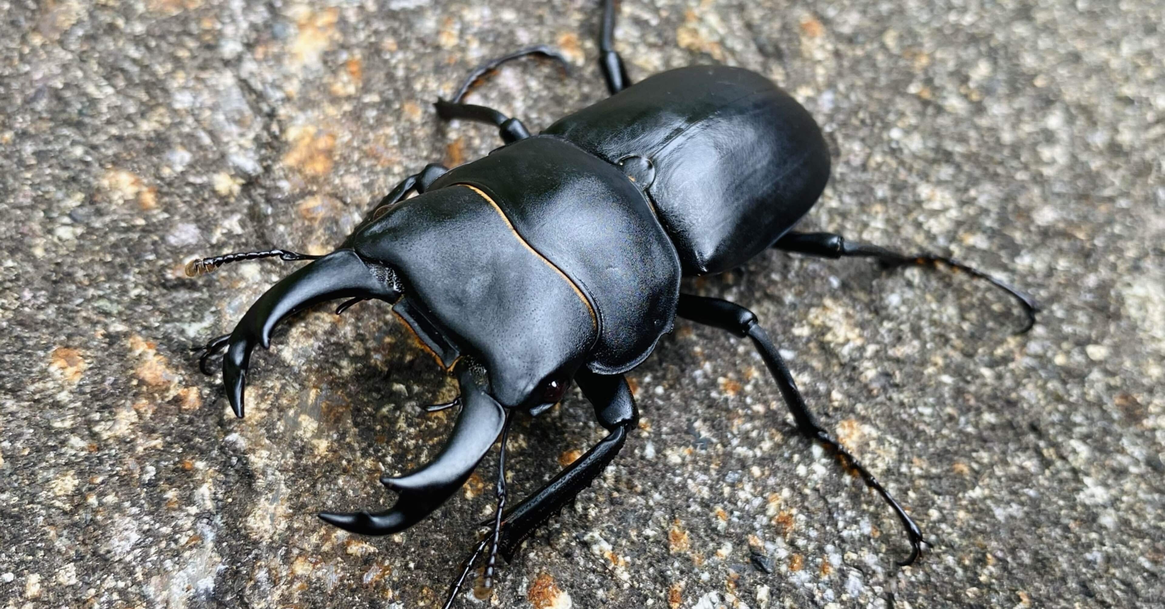 ヒメオオクワガタ 様 ヒメオオクワガタ 2023 採集記 vol.3｜Nari