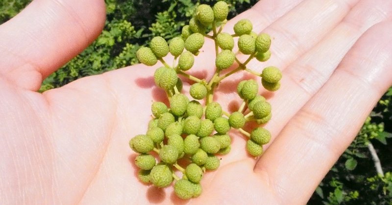 日本ならではの 夏の香り 最高級の 山椒 から香りを蒸留したはなし 有井誠 Unsungs Web代表 Note 日本ならではの 夏の香り 最高級の 山椒 から香りを蒸留したはなし 有井誠 Unsungs Web代表 Note