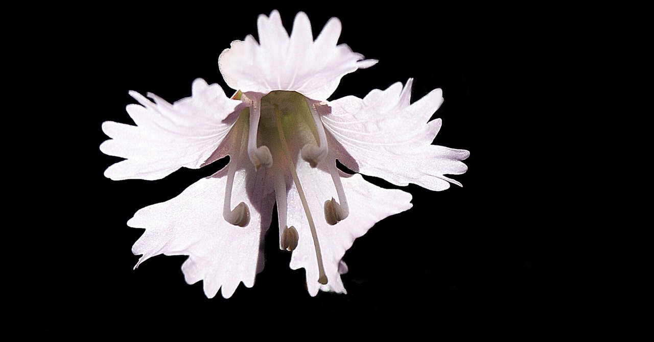 高山植物を撮る｜taka