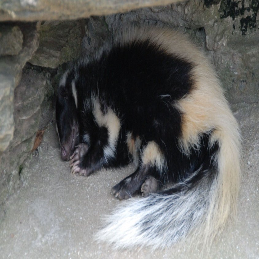 シマスカンクの毛皮 1点もの シマスカンク図鑑 Striped Skunk｜M_ayumi