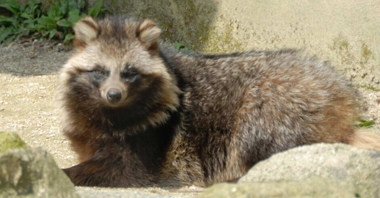 タヌキ図鑑 Racoon Dog｜M_ayumi