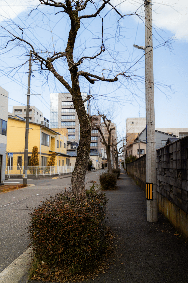 新潟市中央区。寺裏通りのナンキンハゼ並木道。