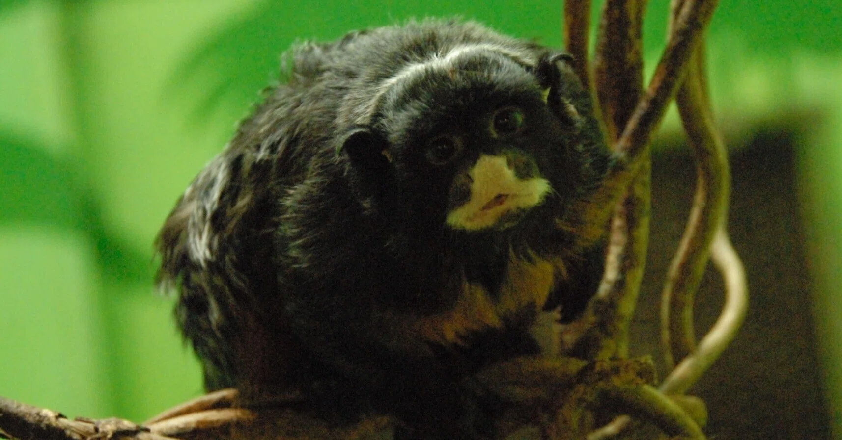 ムネアカタマリン図鑑 Red-bellied Tamarin｜M_ayumi