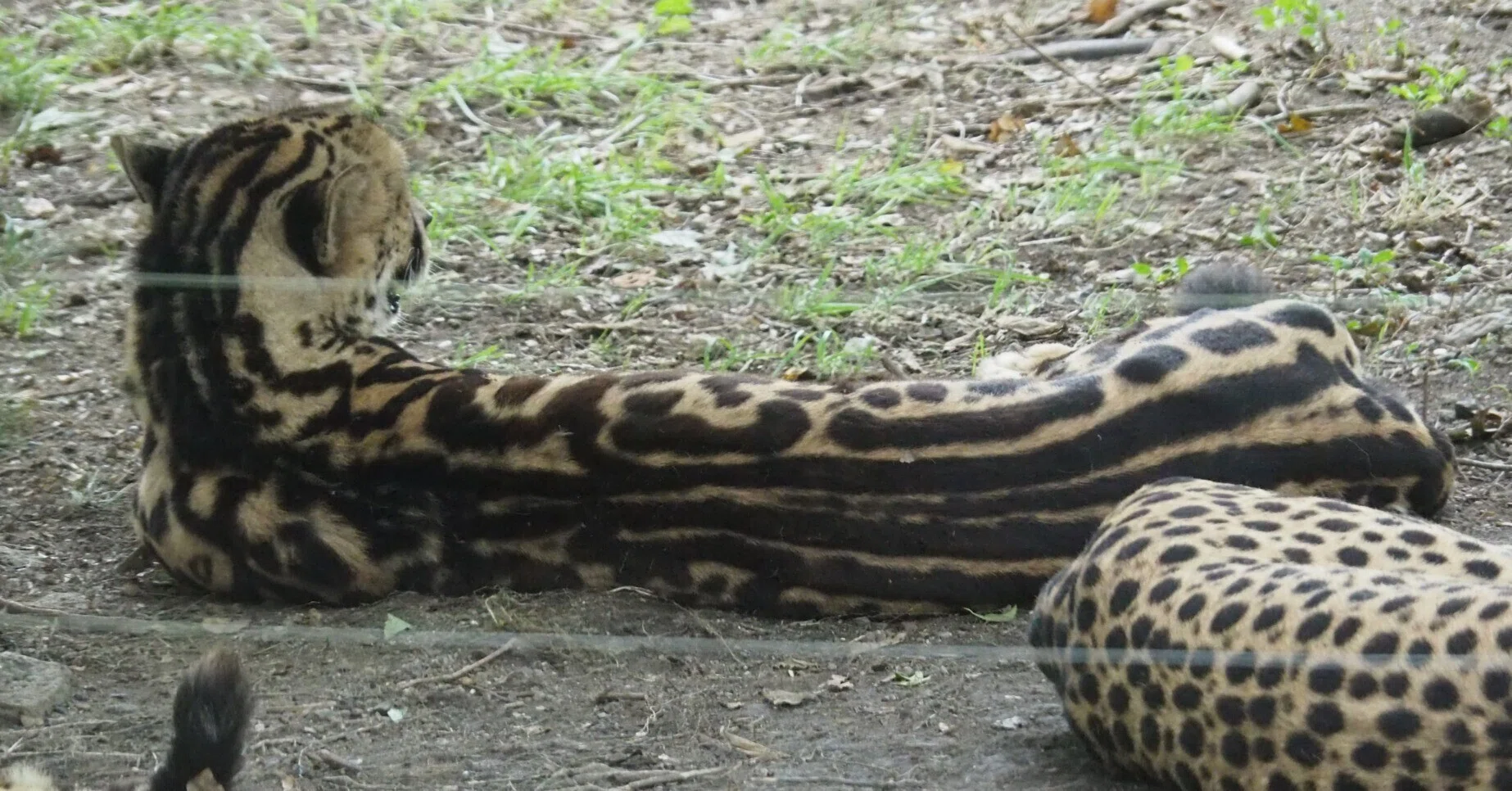 キングチーター図鑑 King Cheetah｜M_ayumi