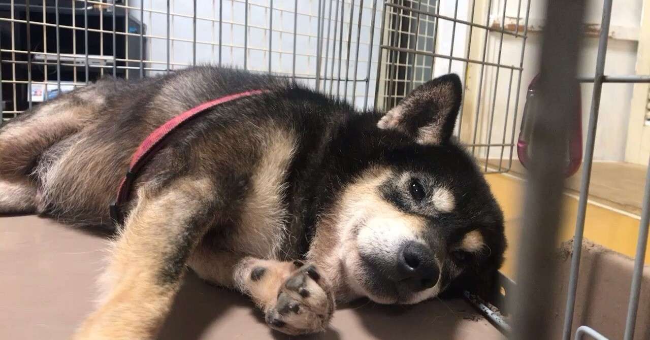 犬を飼うまで知らなかったこと あやぽ Note