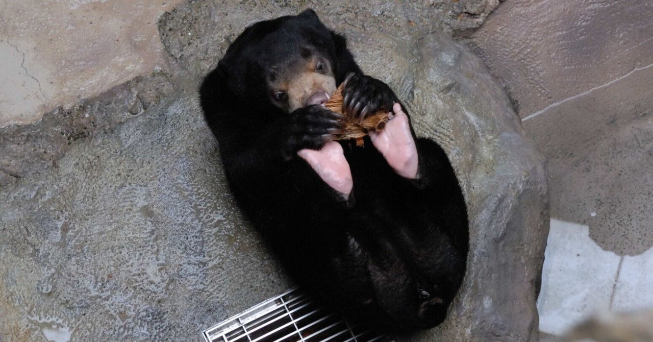 マレーグマ図鑑 Malayan Bear｜M_ayumi