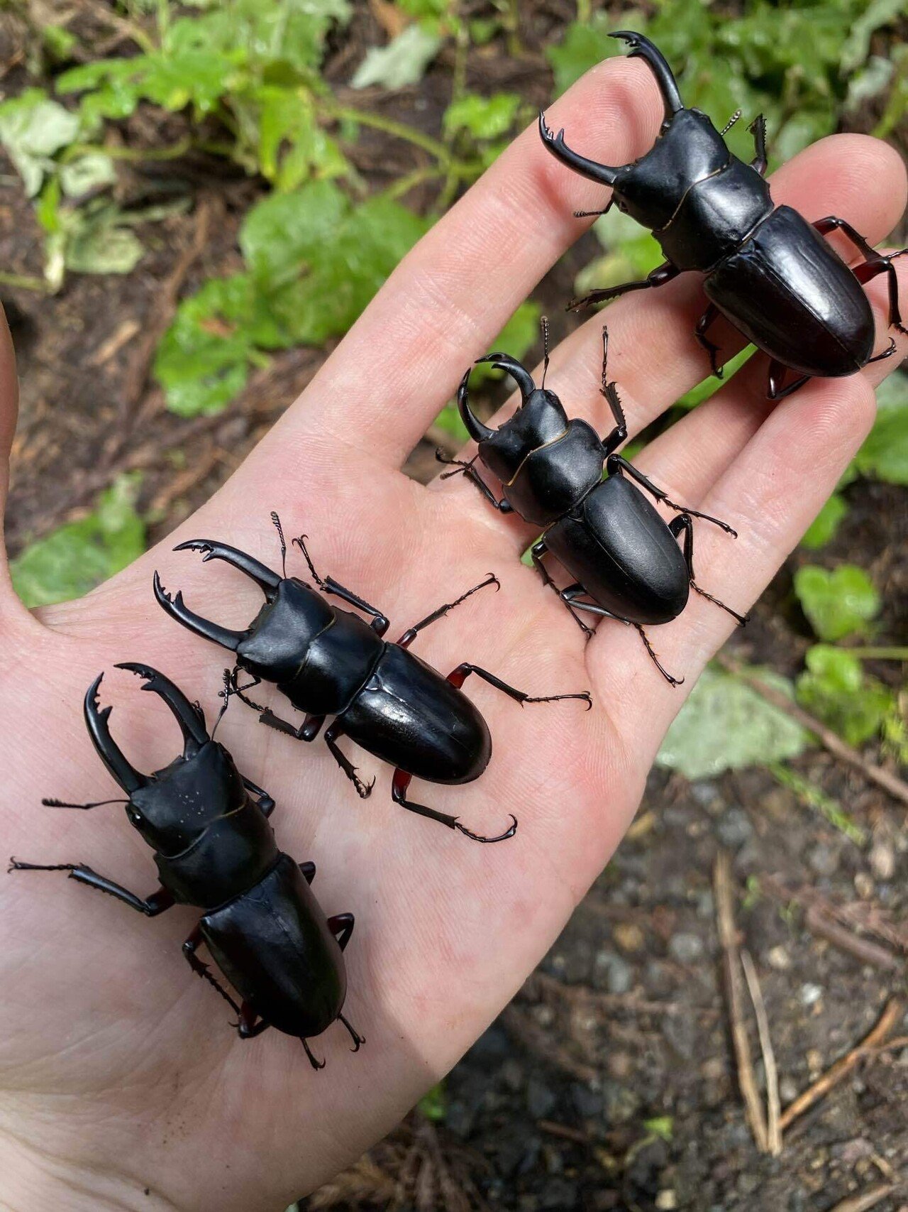 野外品 大型 コガシラクワガタ78mm 外国産クワガタ,販売,通販｜ドルクスダンケ