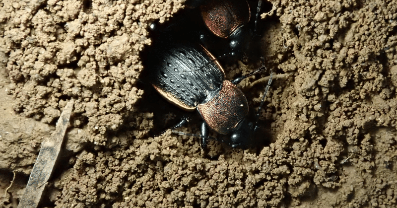 オサムシマップ 12-41不揃い nihonsan_osamushi01.jpg