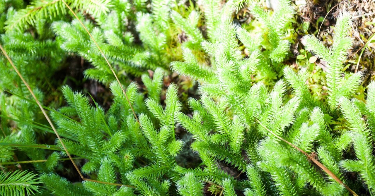 昔の植物が入った石 雨降りのち石磨き | コタブロ日記 多肉植物・ヤシ・蘇鉄・猫好き集まれ～!!