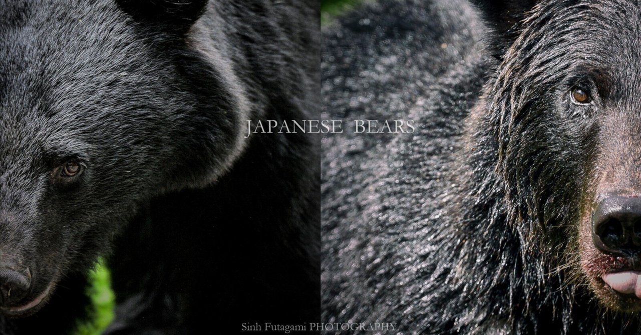 Gallery JAPANESE BEARS -日本のクマ-｜Sinh