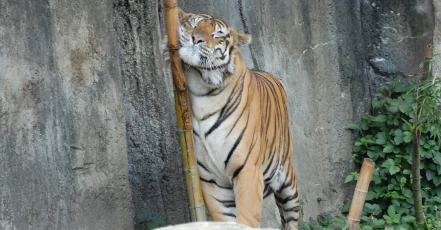 ベンガルトラ図鑑 Bengal Tiger｜M_ayumi