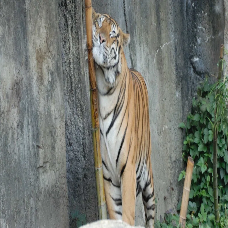 ベンガルトラ図鑑 Bengal Tiger｜M_ayumi