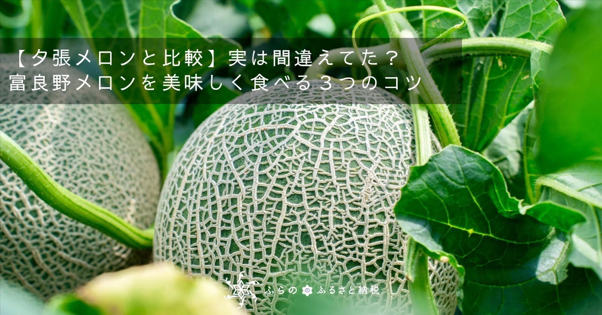 夕張メロンと比較 実は間違えてた 富良野メロンを美味しく食べる つのコツ