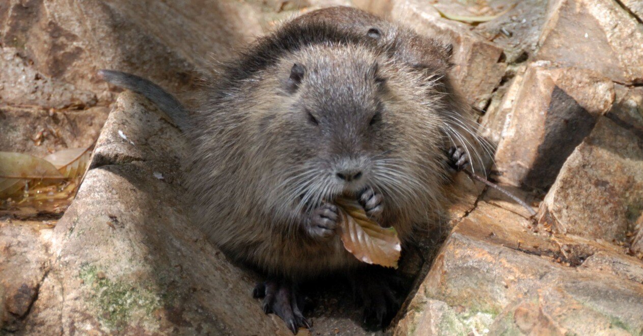 ヌートリア図鑑 Nutria｜M_ayumi