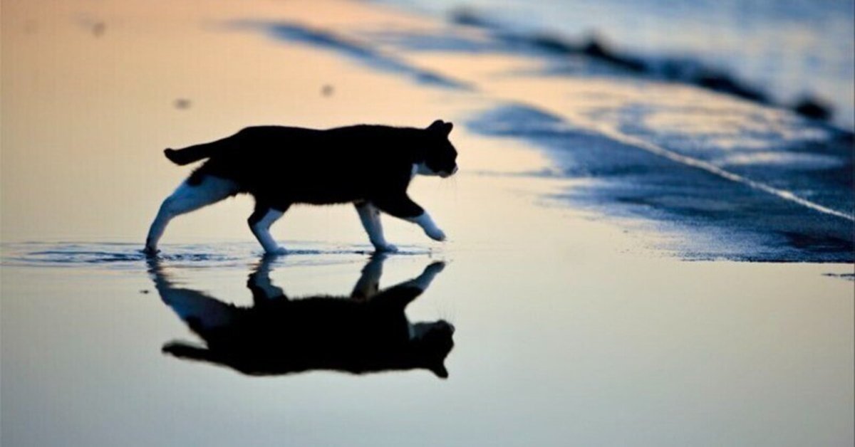 白猫と黒猫シリーズ 冬景色（白猫は最強なのにビビリ！？白猫の