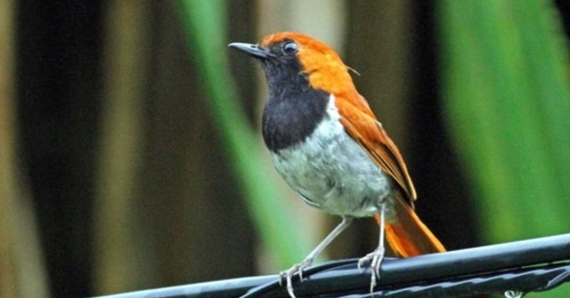 第368回 ヒゲの生えた野鳥 翆野 大地 Note