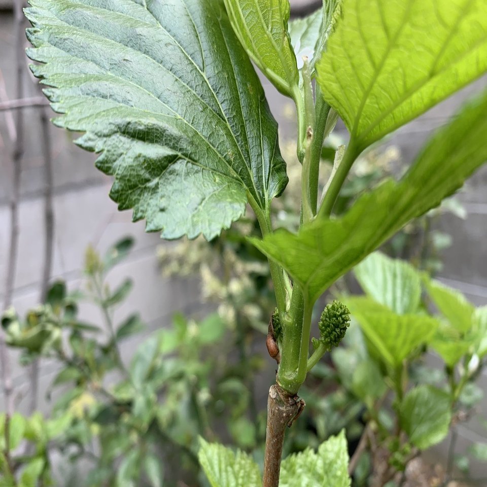 ベリーって名前のつく植物 平屋私庭日記 ２２ ライツ社