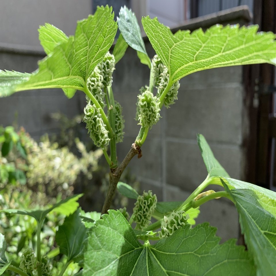 ベリーって名前のつく植物 平屋私庭日記 ２２ ライツ社