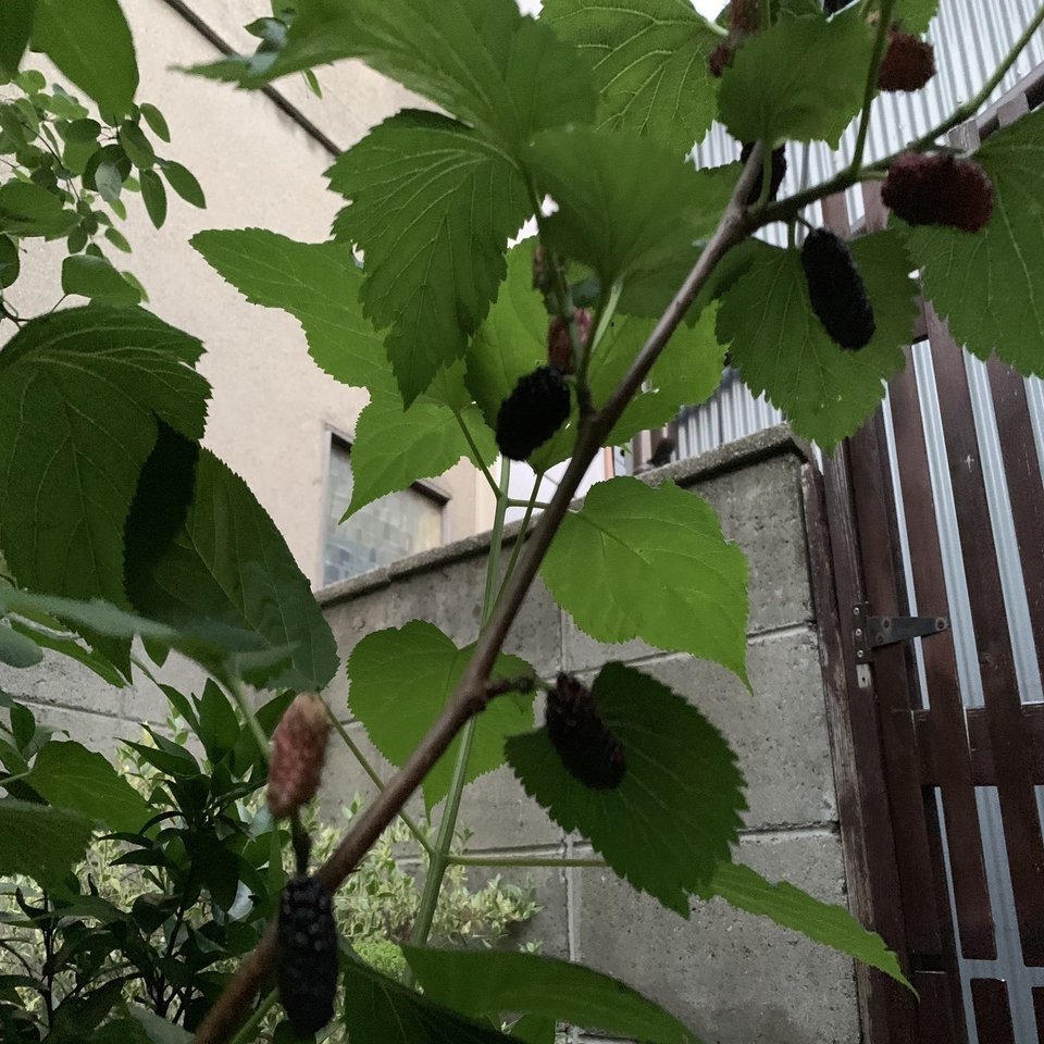 ベリーって名前のつく植物 平屋私庭日記 ２２ ライツ社