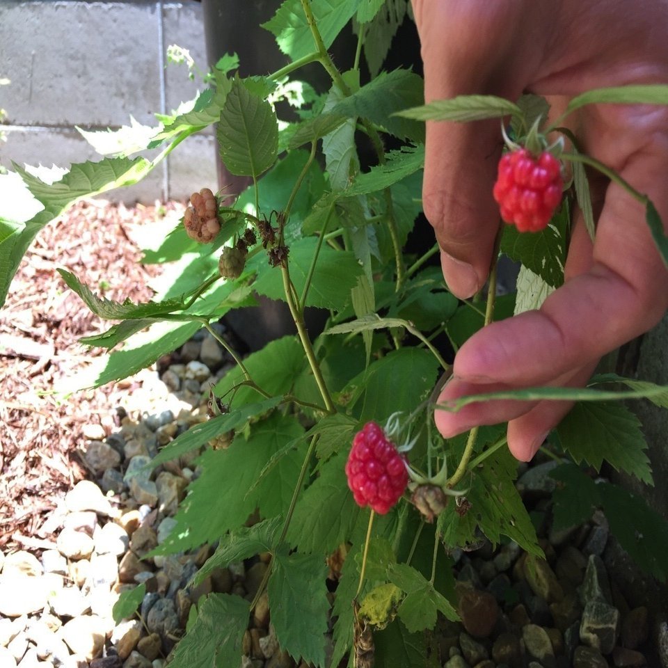 ベリーって名前のつく植物 平屋私庭日記 ２２ ライツ社