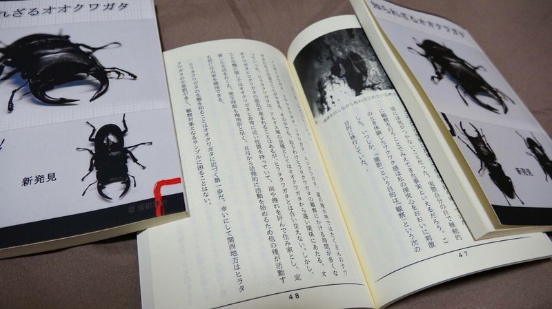クワガタの魅力 やんじぇ Note クワガタの魅力 やんじぇ Note