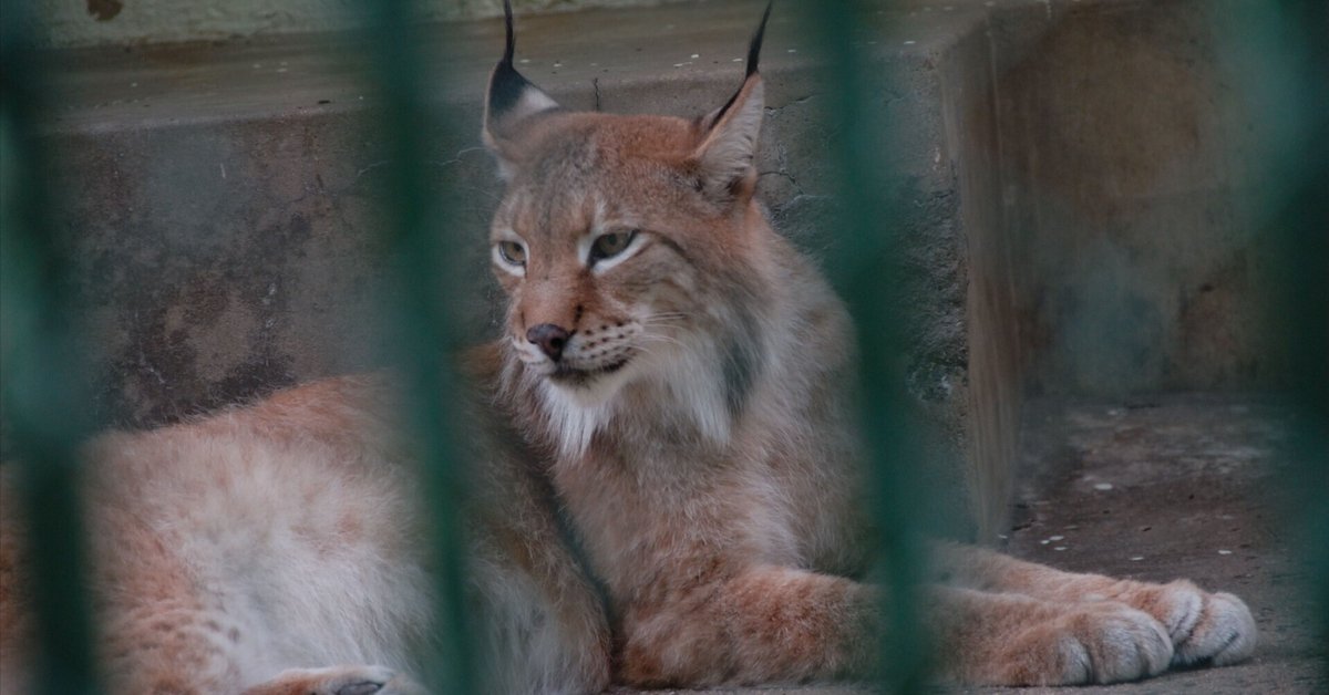 シベリアオオヤマネコ図鑑 Siberian Lynx｜M_ayumi