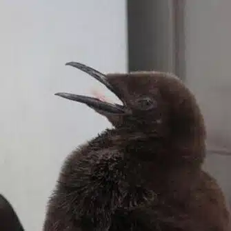 オウサマペンギン