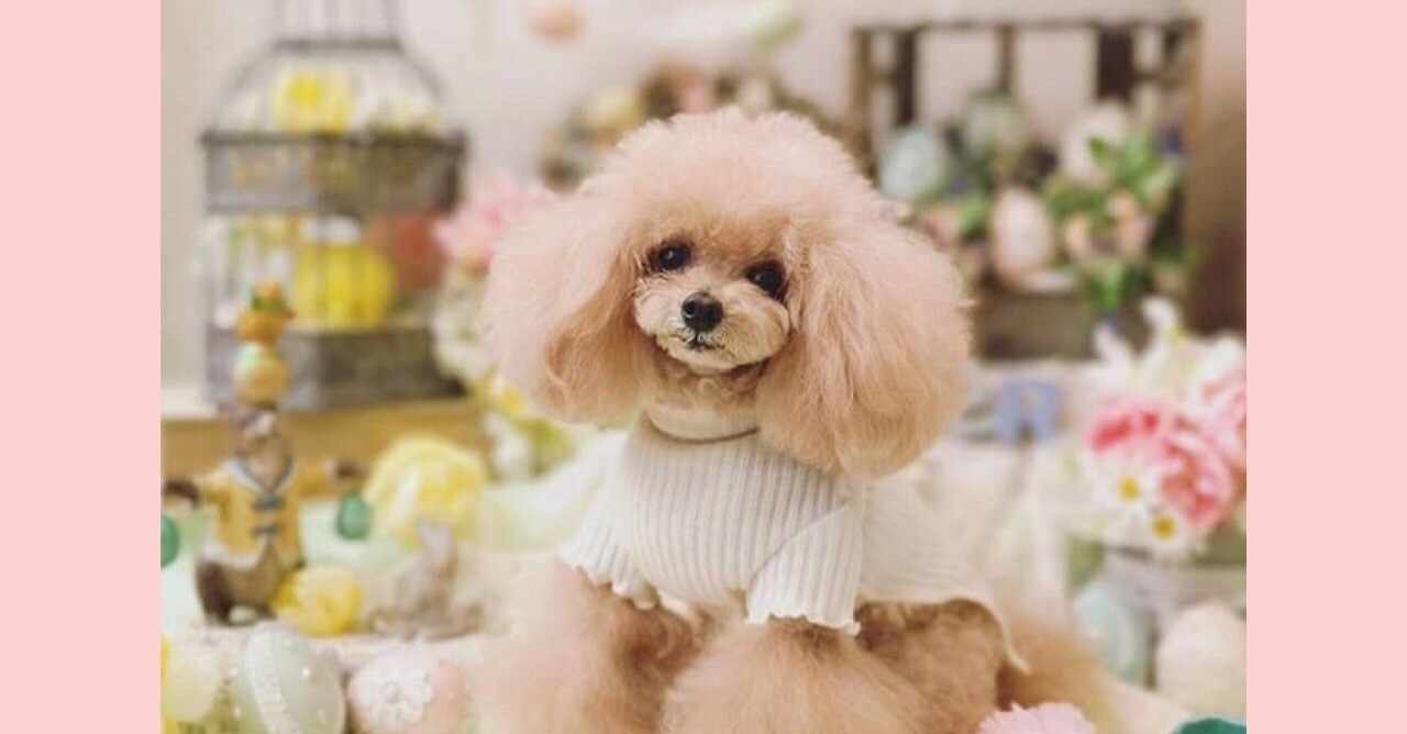 犬ハウスのしつけ の新着タグ記事一覧 Note つくる つながる とどける
