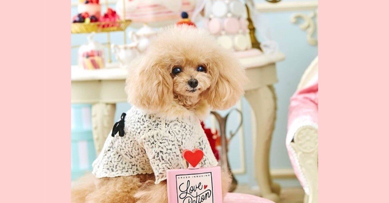 犬が床をなめる10の理由 田中愛子 ドッグトレーナー Note 犬が床をなめる10の理由 田中愛子 ドッグトレーナー Note