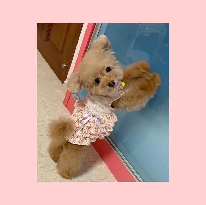 犬が床をなめる10の理由 田中愛子 ドッグトレーナー Note 犬が床をなめる10の理由 田中愛子 ドッグトレーナー Note