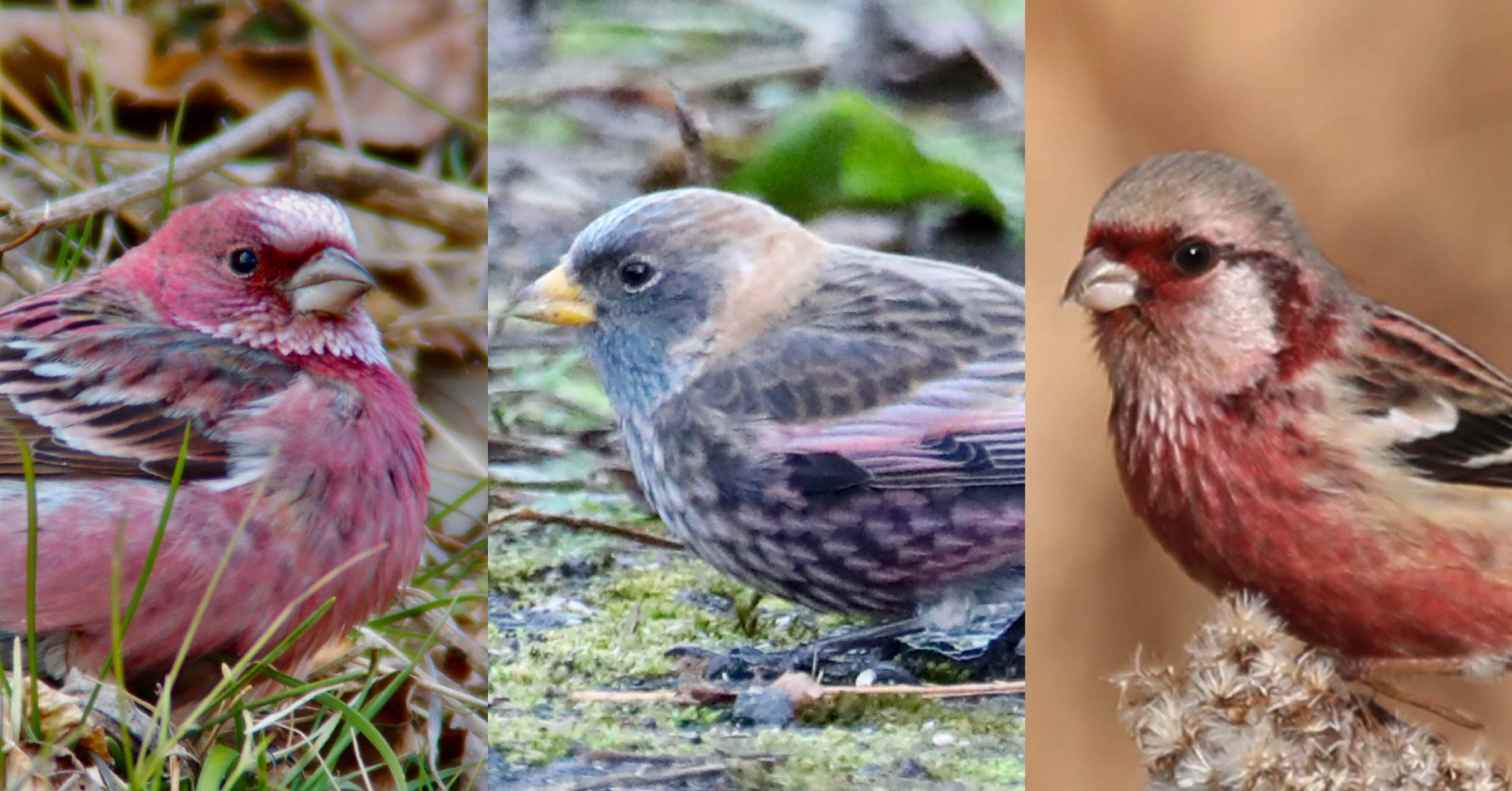 赤色の冬鳥 マシコ3種｜くまごろう