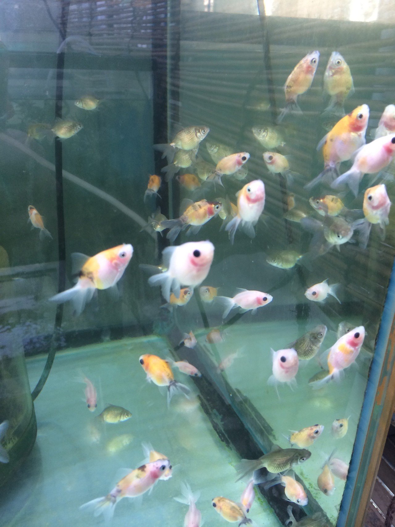 いとしの金魚さん Yuukee Note