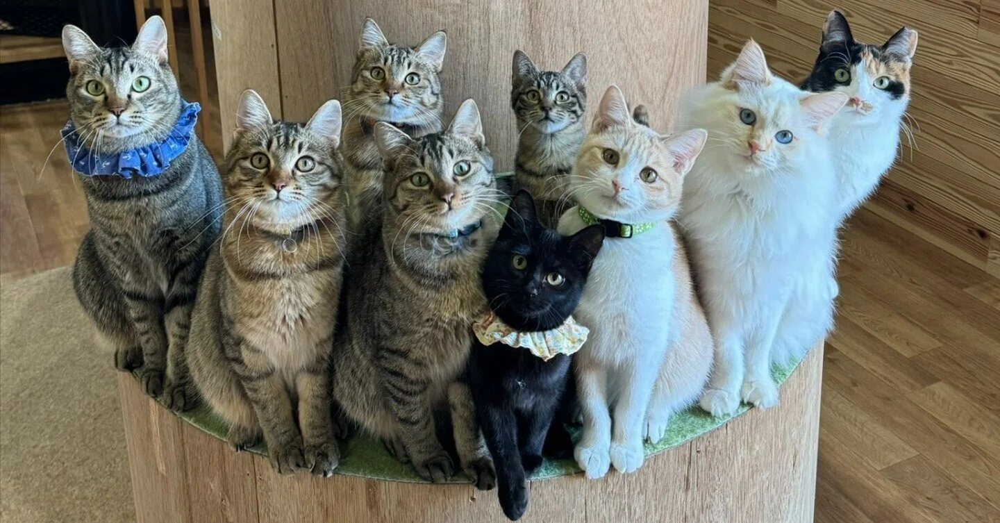 黒猫のラスボス感もハンパない！猫10匹の視線を釘付けにした方法、その