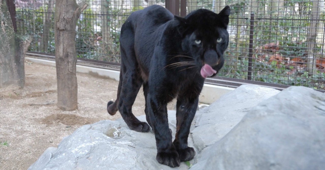 クロヒョウ クロヒョウ図鑑 Black Leopard｜M_ayumi