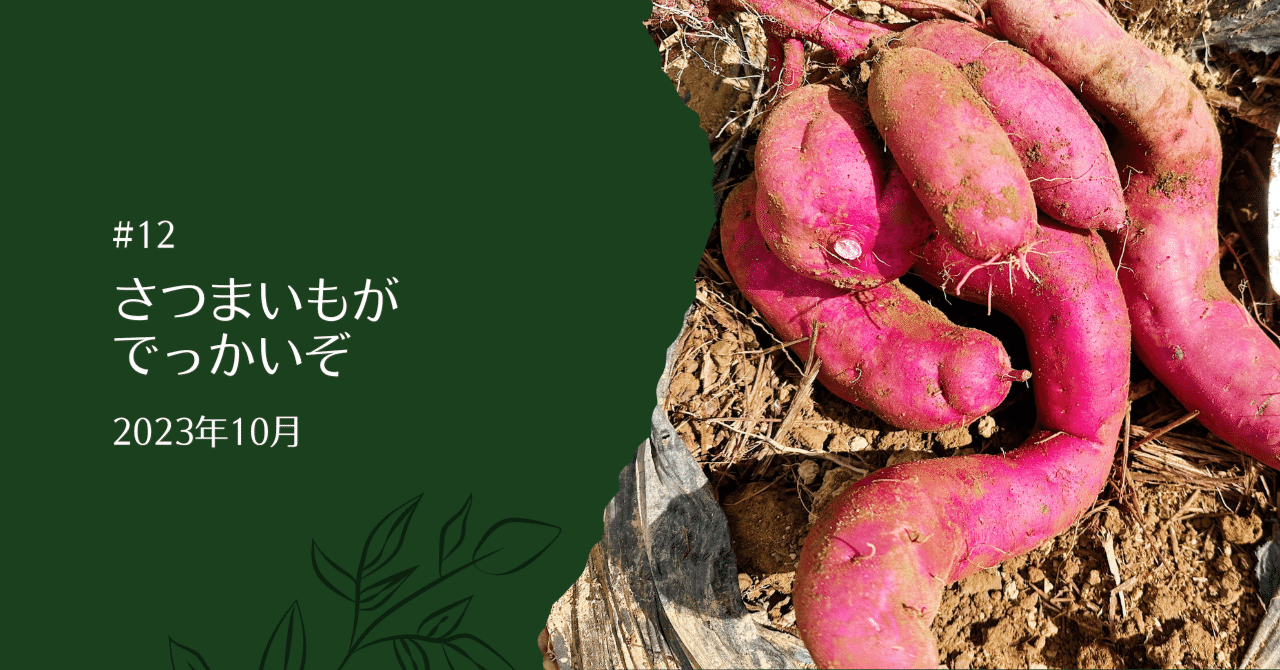 菌ちゃん農法】 #12 さつまいもがでっかいぞ(2023年10月)｜NAOKO / 竜
