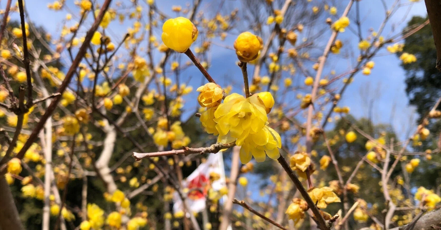 蝋梅、実生で育つかな？🌱素心と満月蝋梅の種蒔き｜穂の気ままライフ