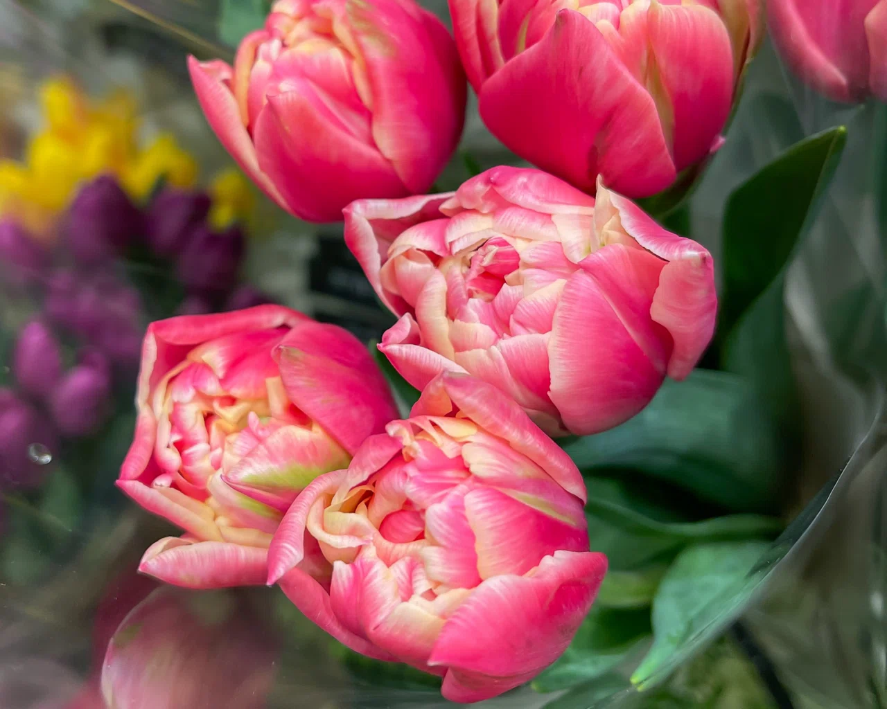 🌷花屋が教える、チューリップの咲き方の違い🌷｜D.STYLE