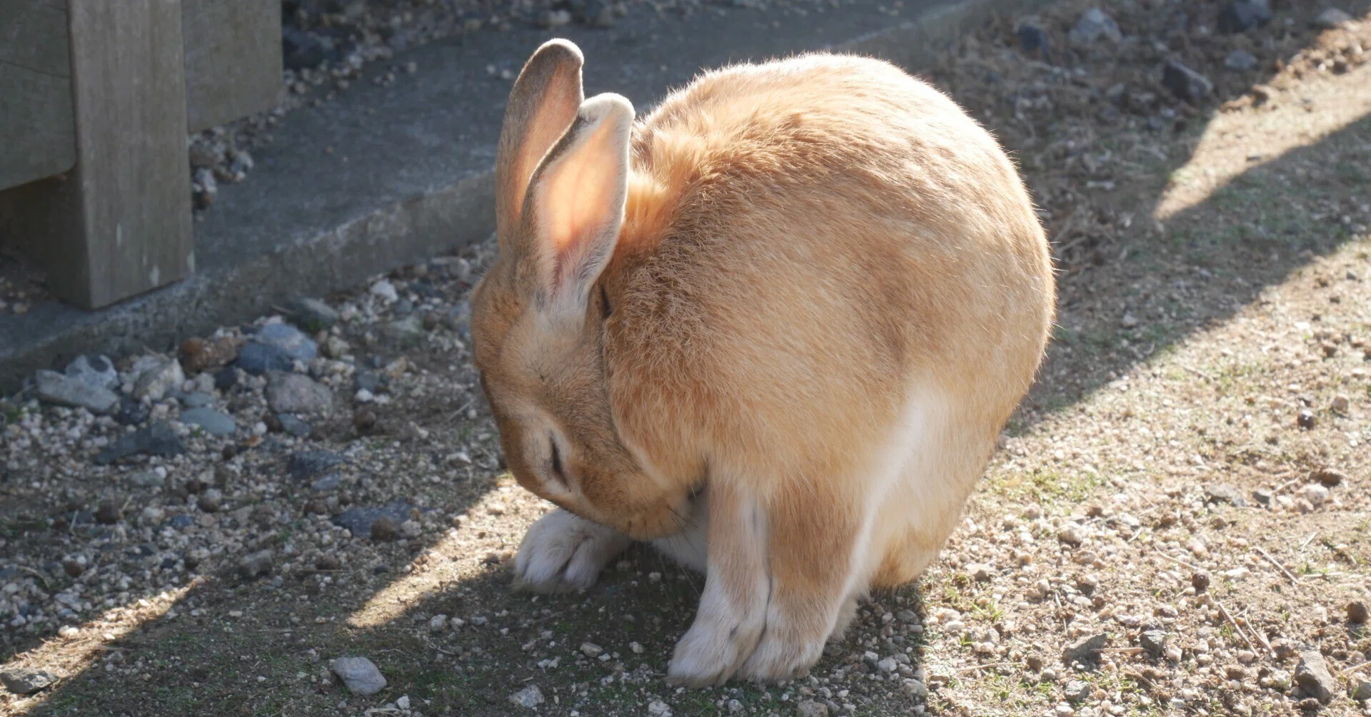 369 おっさんひとりラビットパラダイスへ行く₍ ᐢ. ̫ .ᐢ ₎ 広島県・大