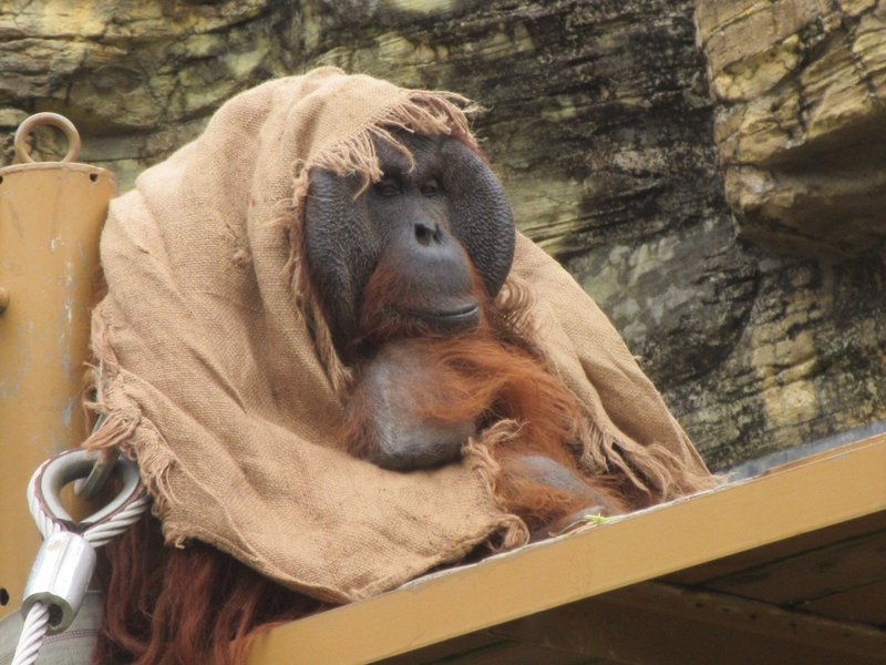 園館訪問ルポ 智の森 多摩動物公園 ボルネオオランウータン舎 おらんうーたんになりたい Note