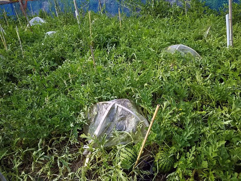 店頭には並んでいるけど スイカのおいしいシーズンはこれからだ スー Note