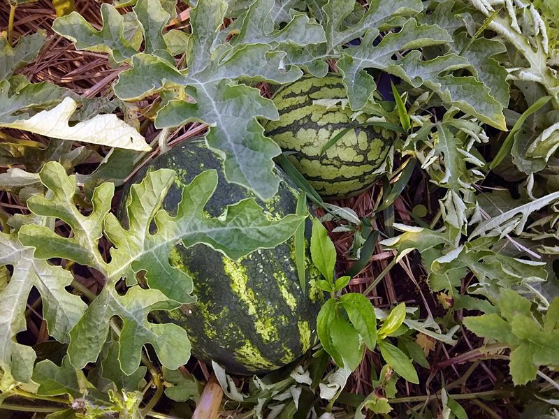 店頭には並んでいるけど スイカのおいしいシーズンはこれからだ スー Note