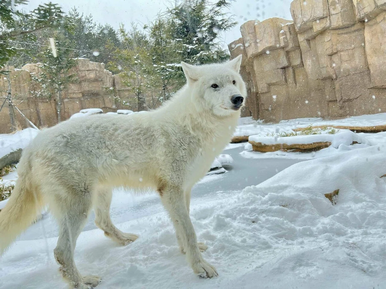 雪と動物たち｜那須どうぶつ王国公式note