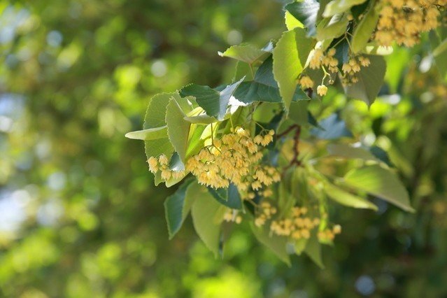 毎日の花と花言葉短歌 7 9 8 8 群青更紗 Note