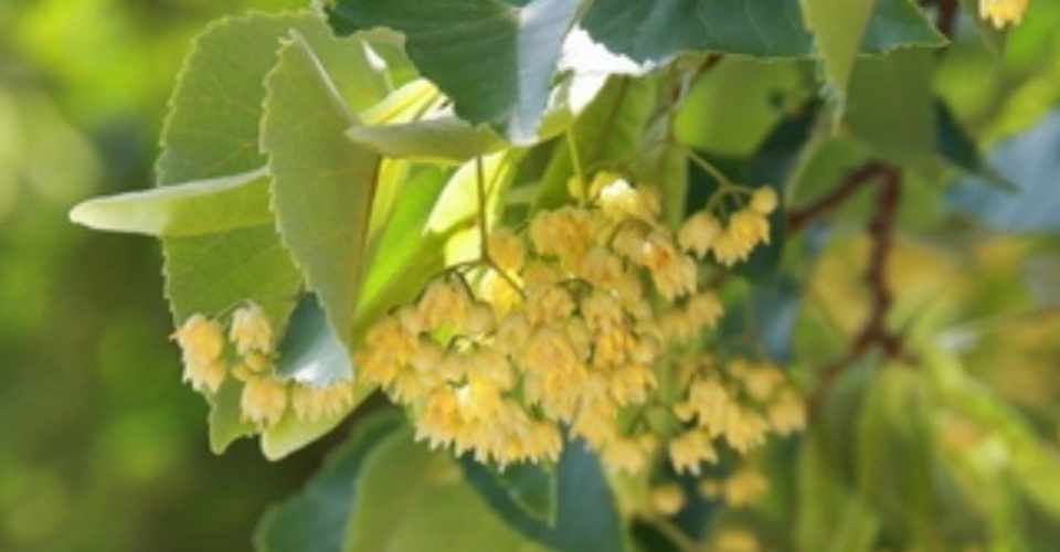 最高の花の画像