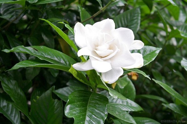 オオヤエクチナシ の新着タグ記事一覧 Note つくる つながる とどける オオヤエクチナシ の新着タグ記事一覧 Note つくる つながる とどける