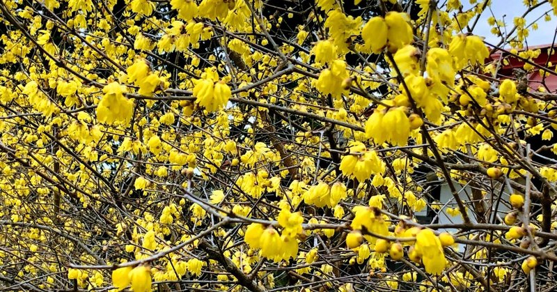 蝋梅とよく似た黄色い花は何？