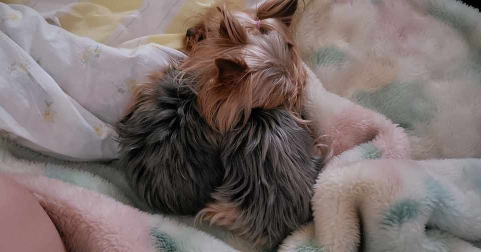 犬のしぐさは感情の現れかも Home Training Serene Note