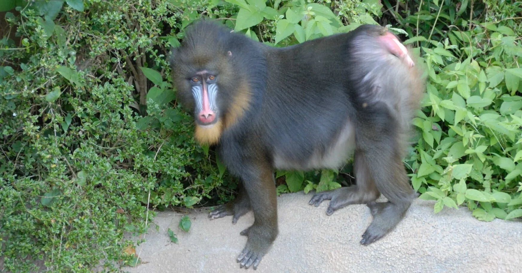 マンドリル図鑑 Mandrill｜M_ayumi