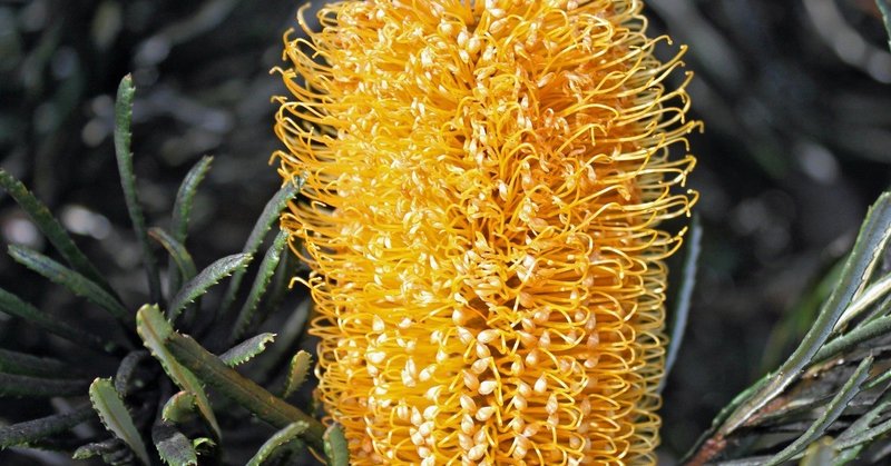 オーストラリアらしい 花 バンクシアは意外な形でガムナッツベイビーズシリーズに登場します 笑 キャノン美佳 Note
